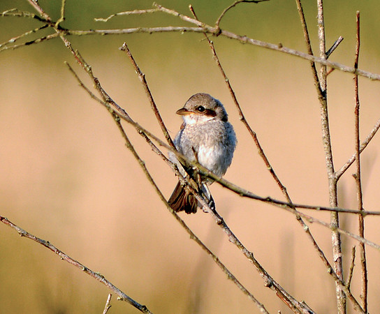 Red backed shrike