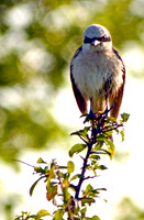 Red backed shrike