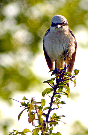 Red backed shrike