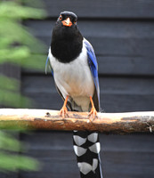 Red billed blue magpie