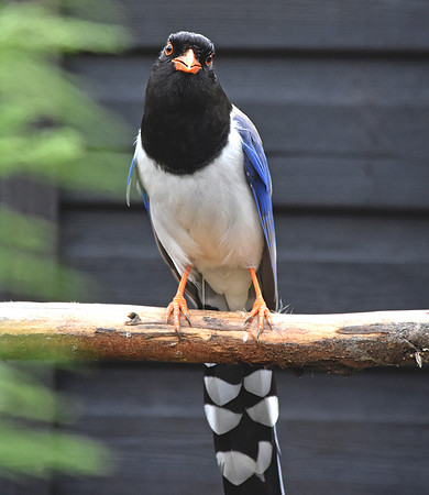 Red billed blue magpie
