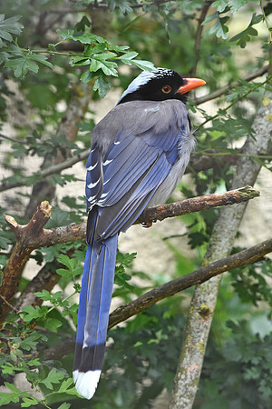 Red billed blue magpie