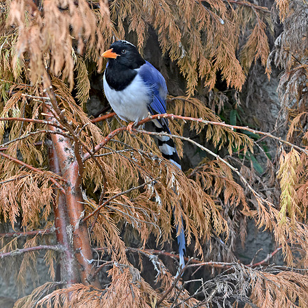 Red billed blue magpie