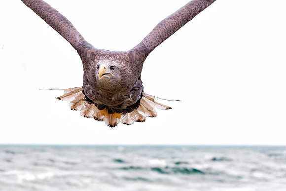 White tailed sea eagle