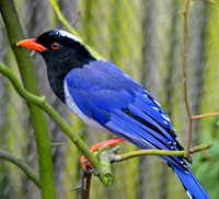 Red billed blue magpie