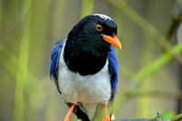 Red billed blue magpie