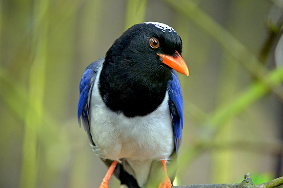 Red billed blue magpie