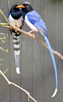 Red billed blue magpie