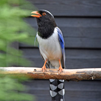 Red billed blue magpie