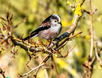 Long tailed tit