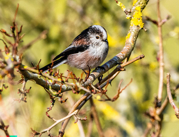 Long tailed tit