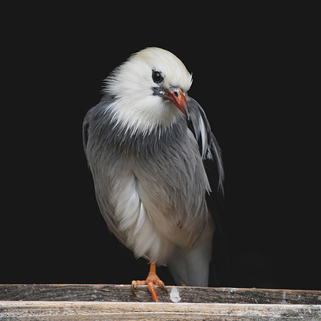 Red billed starling