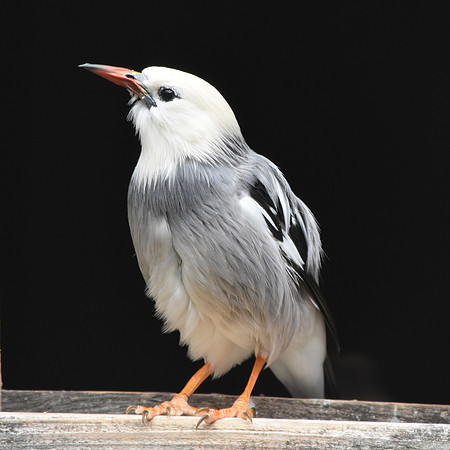 Red billed starling