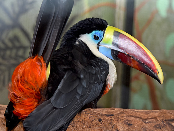 Red billed toucan