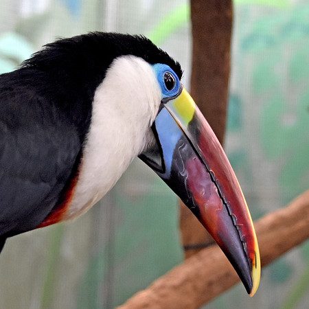 Red billed toucan