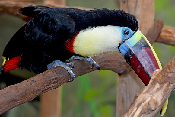 Red billed toucan