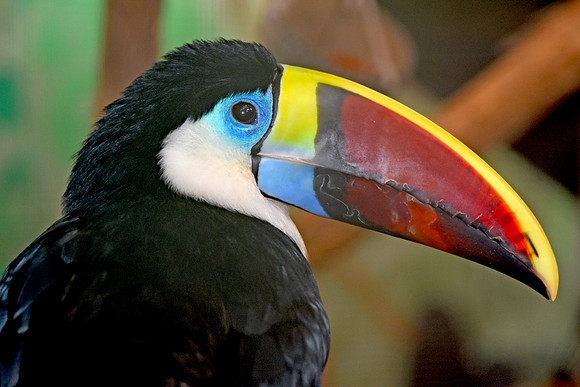 Red billed toucan
