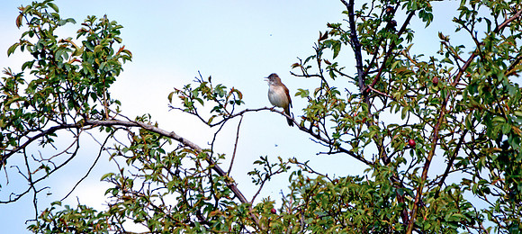Red breasted flycatcher