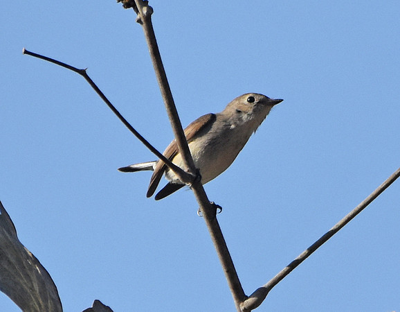 Red breasted flycatcher