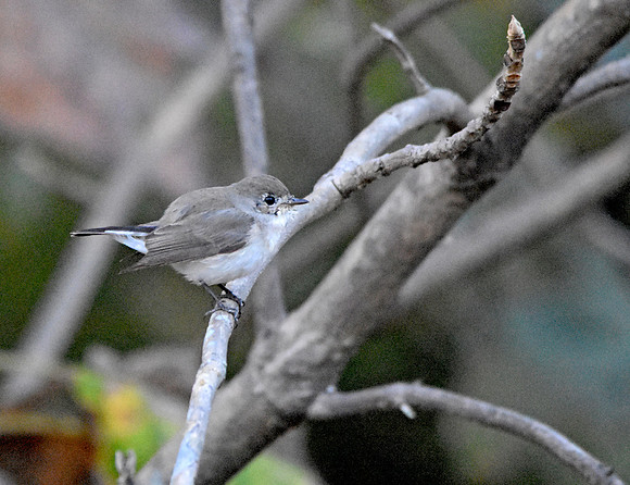 Red breasted flycatcher