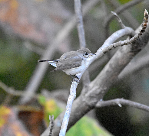 Red breasted flycatcher