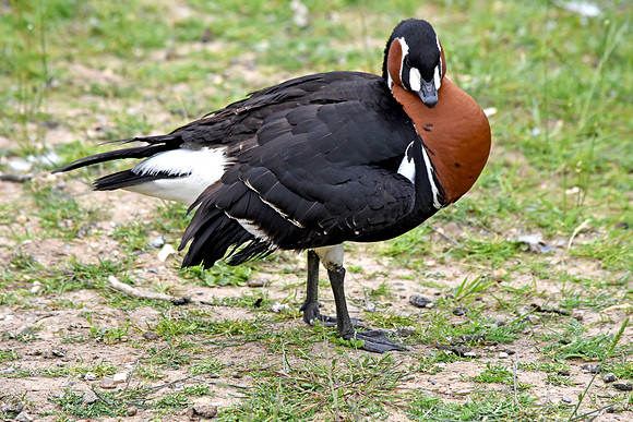 Red breasted goose