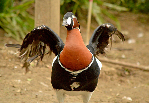 Red breasted goose