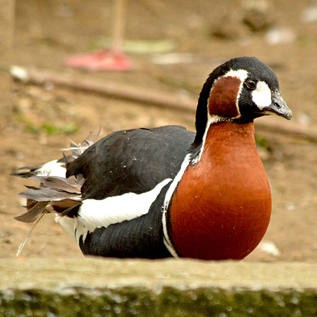 Red breasted goose