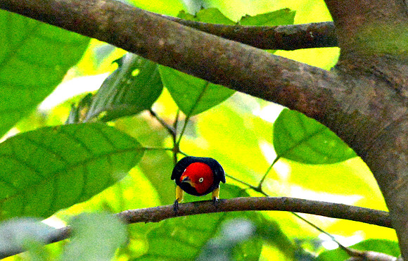 Red capped manakin