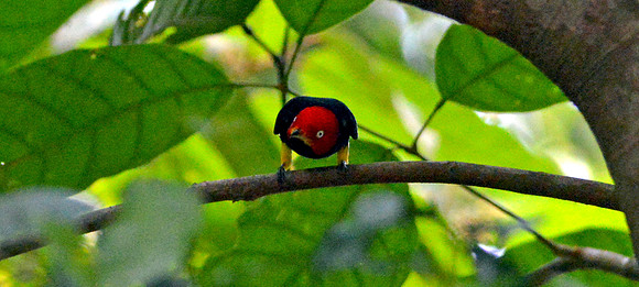 Red capped manakin