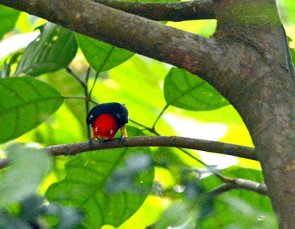 Red capped manakin