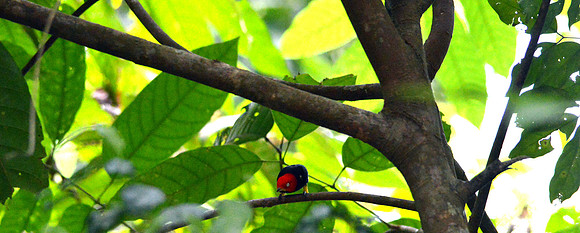 Red capped manakin