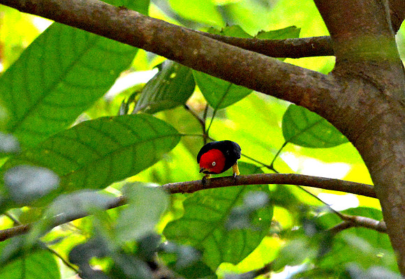 Red capped manakin