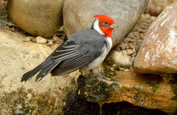 Red crested cardinal