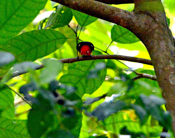 Red capped manakin
