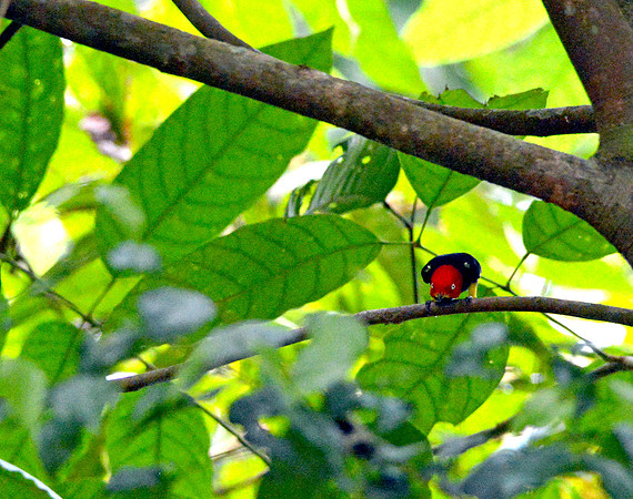 Red capped manakin