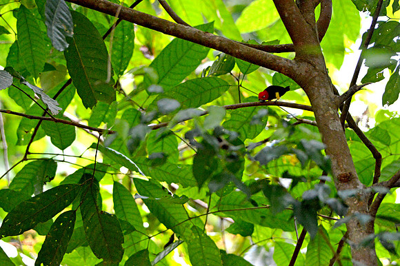 Red capped manakin