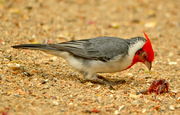 Red crested cardinal