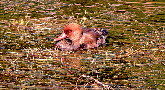Red crested pochard
