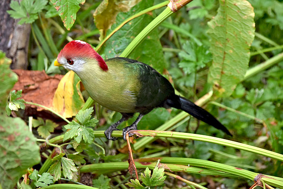 Red crested turaco