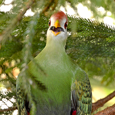 Red crested turaco