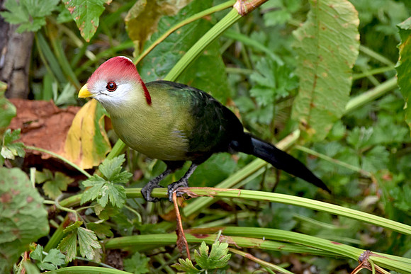 Red crested turaco