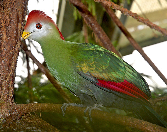 Red crested turaco