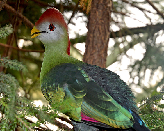 Red crested turaco