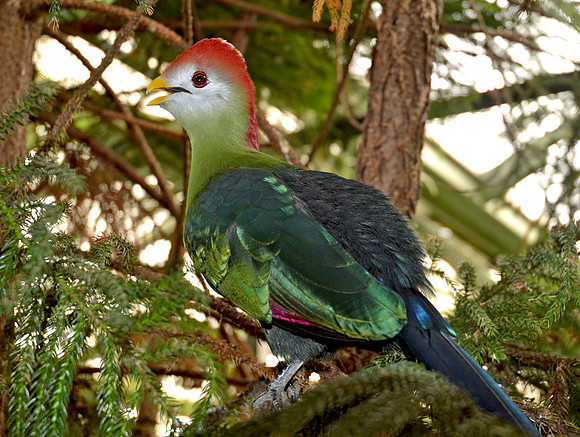 Red crested turaco