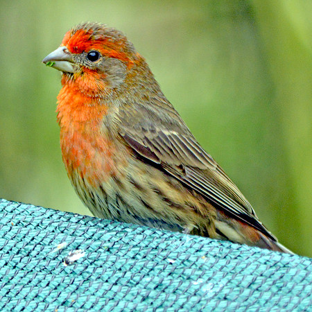 Red crossbill