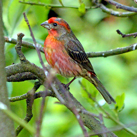 Red crossbill