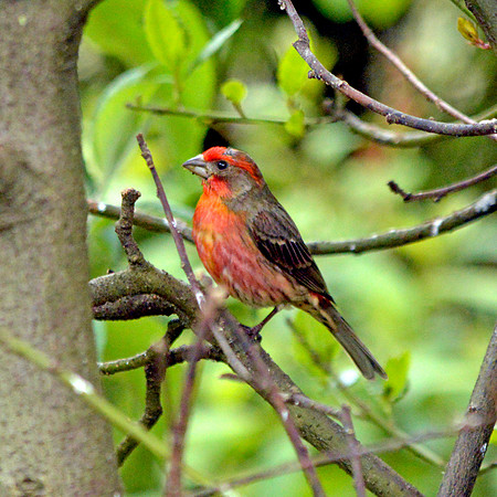 Red crossbill
