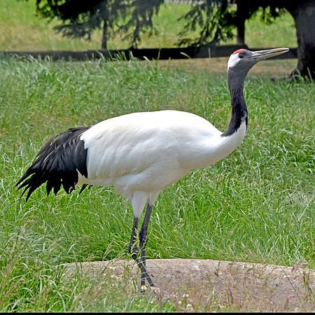 Red crowned crane