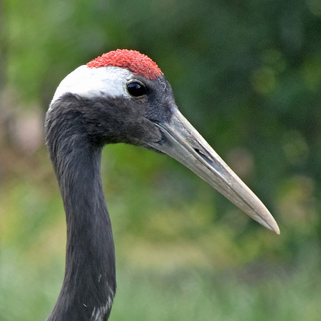Red crowned crane